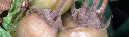 Image result for tomato seedling botrytis