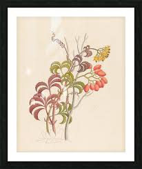 Image result for Cyphostemma quinatum