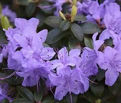 American Rhododendron Society Image Rhododendron Plant Azaleas Garden Wonderful Flowers