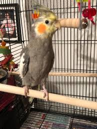 Our pets stores have everything you need for you dog, cat, fish, bird, small animal and reptile. Cockatiels For Sale Cockatiel Birds For Sale Petco