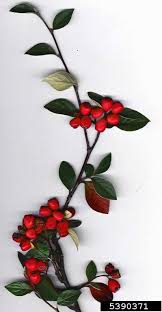 Image result for Cotoneaster pannosus
