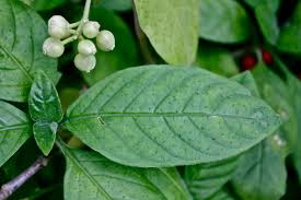 Image result for Psychotria heterosticta