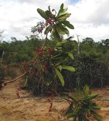 Image result for Campylospermum