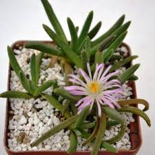 Image result for Delosperma tradescantioides