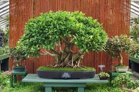 Image result for Ficus benjamina