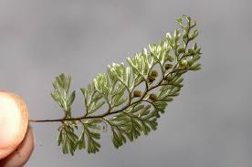 Image result for Hymenophyllum tunbridgense