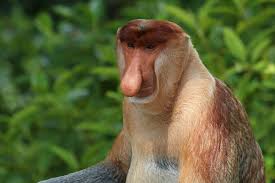 7 403 708 · обсуждают: Types Of Monkey With Pictures Facts Monkey Groups Species