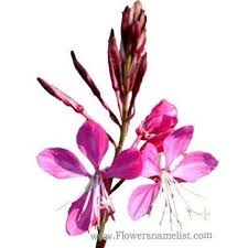 Premium wholesale flowers · quality customer service Flowers That Start With G Flowers Name List