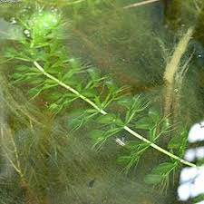 Image result for Aldrovanda vesiculosa