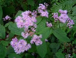 Image result for Bothriocline