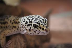 Tips for sexing and breeding leopard geckos pethelpful : Is Your Gecko Male Or Female 4 Ways To Tell The Difference With Pictures Pet Keen