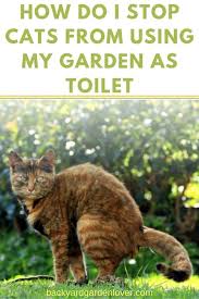 Check spelling or type a new query. How To Stop Cats From Using My Garden As A Toilet