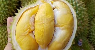 Quả sầu riêng được nhiều người ở đông nam á xem như là vua của các loại trái cây. Cach Phan Biá»‡t Sáº§u Rieng Ri6 Vá»›i Sáº§u Rieng Thai