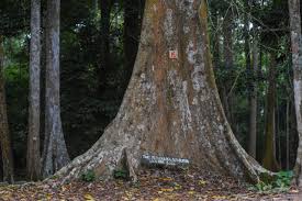 Image result for Nesogordonia