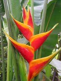 Pin On Flowers