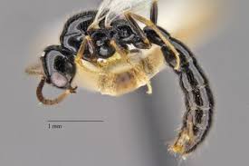 Image result for Antherothamnus