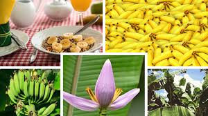 We say what you wish mainstream film media wd say. 12 Tasty Varieties Of Bananas In India Kuntala S Travel Blog