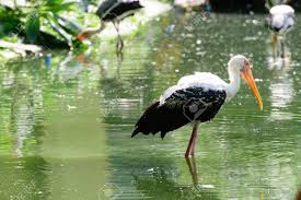Image result for lesser adjutant stork nest