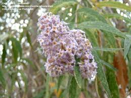 Image result for Buddleja salviifolia