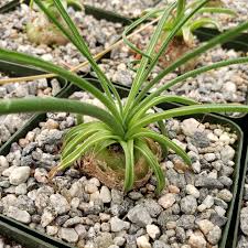 Image result for Albuca