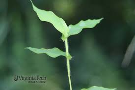 Image result for Arthraxon hispidus