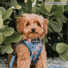 Ask us if this is a possibility for you. Mini Goldendoodle Puppies Colorado The Y Guide