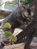 Lykoi Cat Breeders and Information - Kittens For Sale
