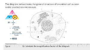 The cell membrane (also known as the plasma membrane (pm) or cytoplasmic membrane, and historically referred to as the plasmalemma) is a biological membrane that separates the interior of all cells from the outside environment (the extracellular space) which protects the cell from its environment. Microscopy And Magnification Mm 1000 Micrometre 1000 Nm
