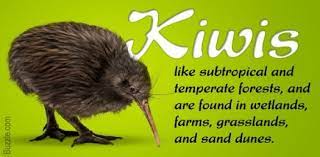 Check out these 28 trivia famous animal quiz questions and answers to see how much you know. Kiwi Bird Trivia Quiz Proprofs Quiz