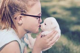 Lee Jack Russell Terriers...