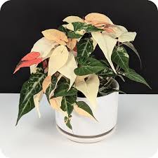 Image result for Embelia multiflora