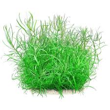 Image result for Pogostemon aquaticus