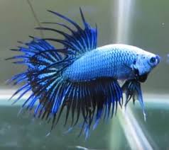 This variation is often mistakenly. 45 Different Types Of Betta Fish With Pictures Aqua Movement