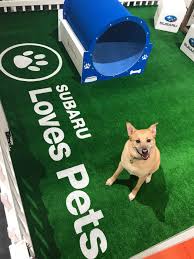 South hills pet rescue, 15 old 88, south park, pa, 15332, united states7246220434shpr88@yahoo.com. Subaru Hosts Event To Help Pets In Need During 2019