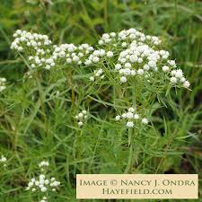 Image result for Oenanthe mildbraedii