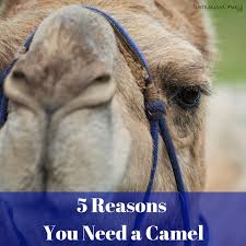 In the beginning of years, when the world was so new and all, and the animals were just beginning to work for man, there was a camel. 5 Reasons You Need A Camel Australian Camels