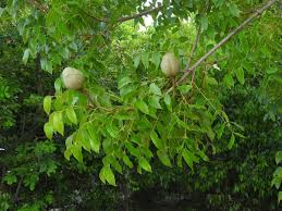 Image result for Swietenia