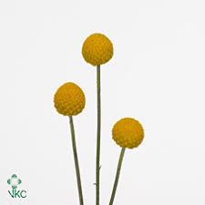 Wedding flowers in season in may: Wholesale Craspedia Guide Wedding Flower Guides Uk Triangle Nursery