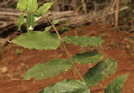 Image result for Lasianthus