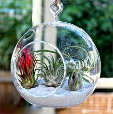 Set Of 4 7 Air Plant Glass Terrarium Globe Hanging Plant Holders In 2020 Hanging Air Plants Hanging Plants Air Plant Terrarium