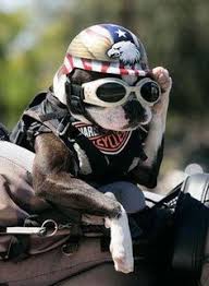 Why We Love Boston Terriers Pawsitively American Boston Terrier Biker Dog Funny Animals Dog Lovers