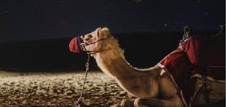 فوائد شحم الجمل للشعر حياتك