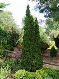 Pin By Sally Taggart On Backyard Landscape In 2020 Conifers Garden Arborvitae Landscaping Conifers