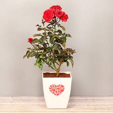 You can send flowering plant delivery, garden arrangement types, or pick between popular favorites. Flowering Plants Indoor Flowering Plants Online In India Floweraura