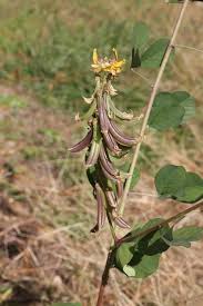 Image result for Crotalaria oocarpa
