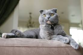 Scottish fold cats are lovable, friendly and downright adorable to look at. The Scottish Fold Temperament Shedding And Care Aspca Pet Insurance