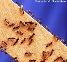 Maybe you would like to learn more about one of these? Get Rid Of Ants With Cornmeal Put Small Piles Of Cornmeal Where You See Ants They Eat It Take It Home Can T Digest Get Rid Of Ants Kill Ants Rid