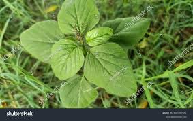 Image result for Tragia lasiophylla