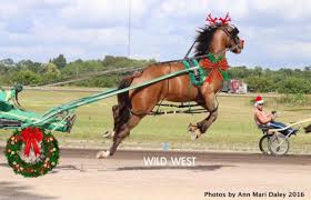 Harness Racing Christmas Funny Horses Harness Racing Horses