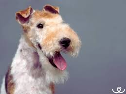 Image result for foxterier drsnosrstý